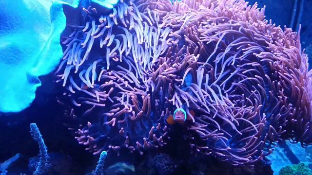 Amphiprion Percula (Clownfish) pair and some Entacmea Quadricolor смотреть онлайн