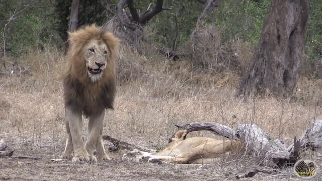 Spectacular Lion Loving Games смотреть онлайн
