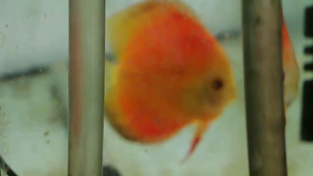 разведение дискусов Mydiscus смотреть онлайн