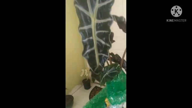 Alocasia poly black velvet смотреть онлайн