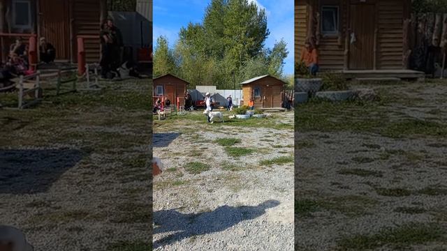 Монопородная выставка САО, 21.08.2022 г., г. Искитим, эксперт Князев С. П., ринги беби и щенки