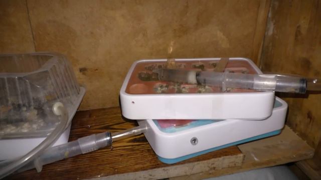 Муравьи на зимовке# ЕСТЬ ПОТЕРИ! смотреть онлайн