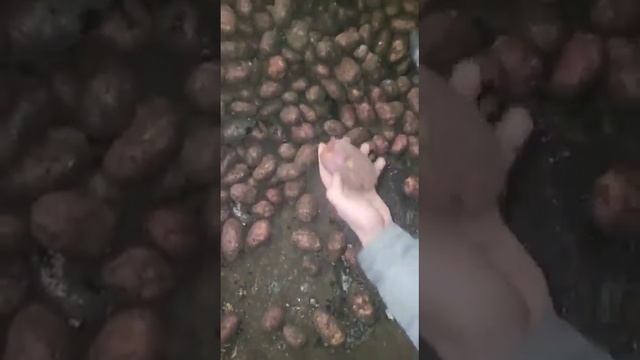 Картофель сорт Розара смотреть онлайн