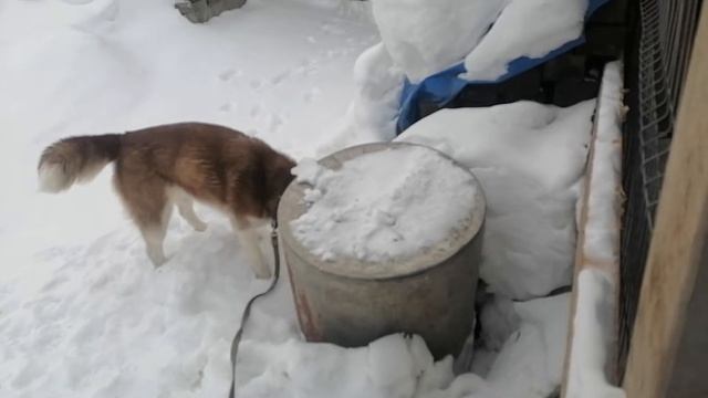 Рыжая Хаски-случка смотреть онлайн