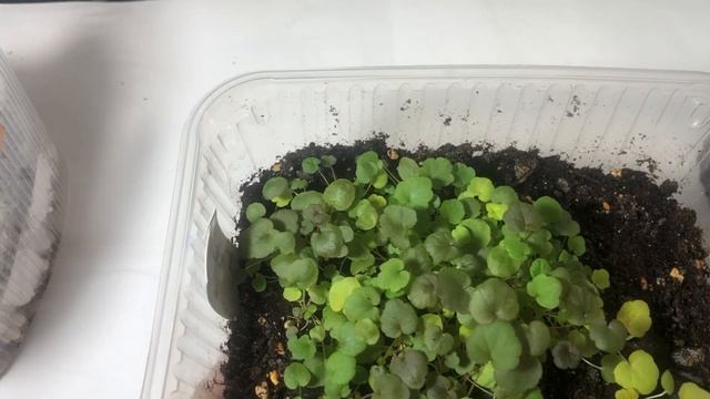 Обзор всходов #всходы эустомы#всходы моей эустомы#всходит молодило#всходы петунии тайдал#