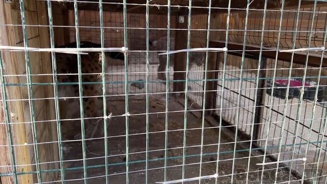 Рыси Мартину 6 лет! / Поймала подарок для рыси