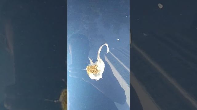 Картина Лебеди у дома! художник белый голубь. смотреть онлайн