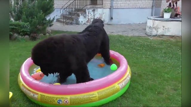 Рассказы о Ньюфаундлендах - 1. 