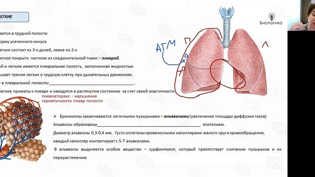 Лекция 48 Дыхание смотреть онлайн