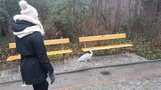 Берлин. Зоопарк. 1 января 2017. смотреть онлайн