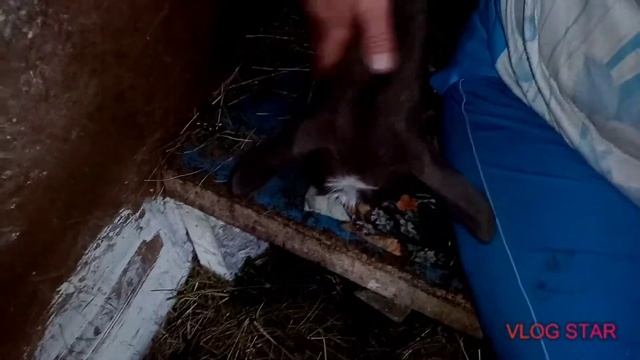 Обрезка копыт у козлят?, очень важная процедура!!!