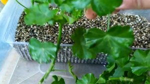 размножение ампельной пеларгонии