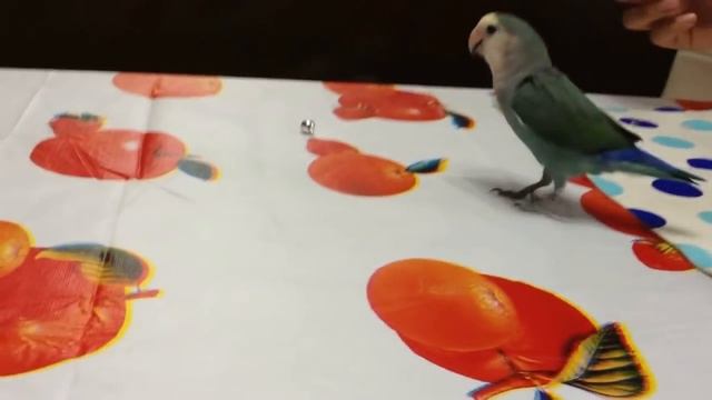 Biko the lovebird doing tricks! смотреть онлайн