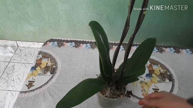 PHALAENOPSIS SALMON
a nova queridinha...Orquídea de supermercado!!! QUANTO PAGUEI? смотреть онлайн