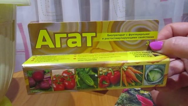 Выращиваю Каллу в горшке смотреть онлайн