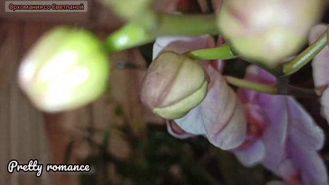 Сорта цветущих орхидей. А может Вы подскажете сорта тех что не подписаны? ;) смотреть онлайн