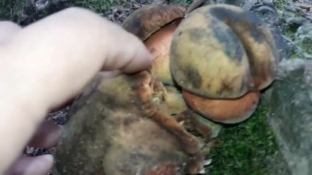 Карпаты. Лето. Дубовик крапчатый или зернистоногий смотреть онлайн