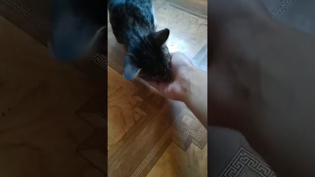 Что нужно до появления кошки. Как обращаться с кошкой лучшие советы по воспитанию ! смотреть онлайн