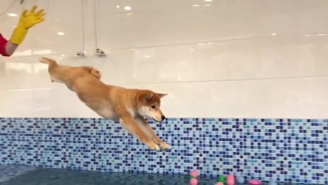 Take a Shiba Inu high and throw it into the swimming pool смотреть онлайн