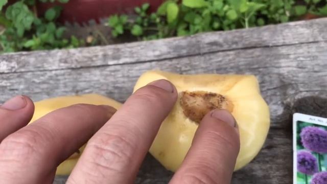 Аллиум Гладиатор. Декоративный лук. Луковицы смотреть онлайн