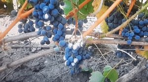 Лучшие винные сорта винограда института им. Я.И. Потапенко.