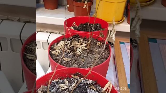 Синий чай итоги:( смотреть онлайн