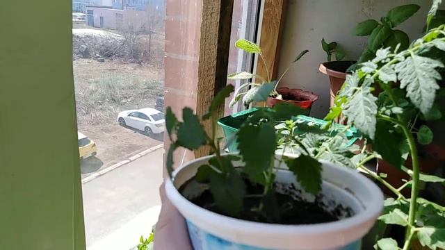 Огород на подоконнике 2019 часть 7 смотреть онлайн