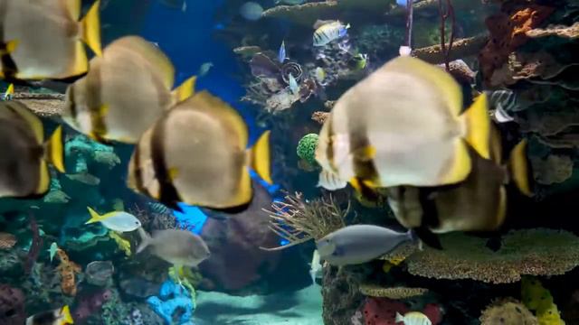 Aquarium. (the best sounds for relaxation and sleep). смотреть онлайн