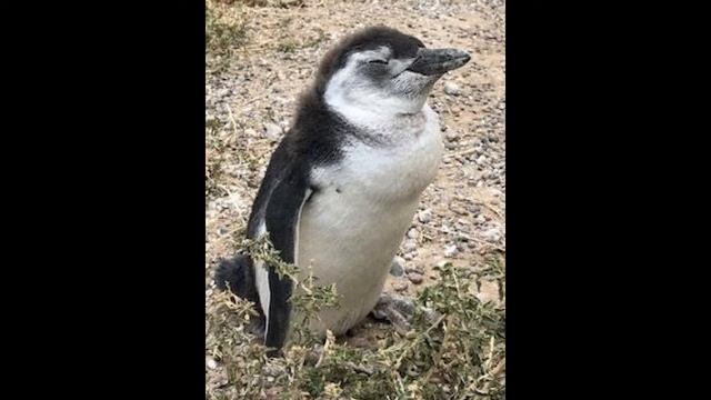 Puerto Madryn and the Punta Tombo Reserve смотреть онлайн