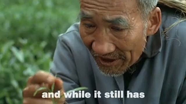 Snapple White Tea - Light But Powerful! смотреть онлайн