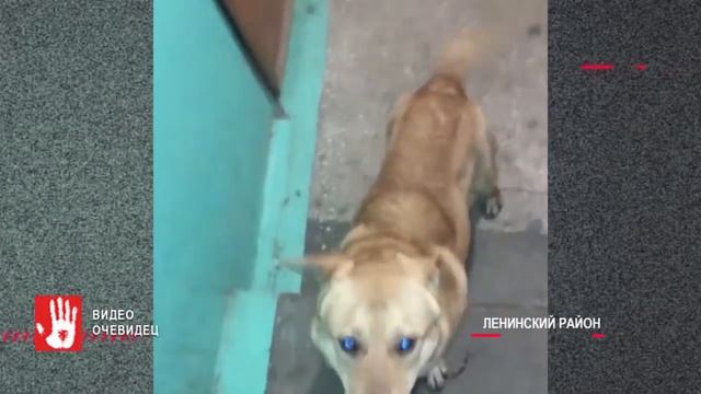 В одном из домов на улице Гагарина появился «Хатико» смотреть онлайн