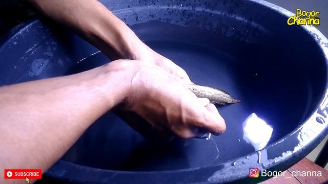 CARA SISIR CHANNA BANKANENSIS,, SOLUSI FINROOT. SALON CHANNA? #channa #channabankanensis #channa смотреть онлайн