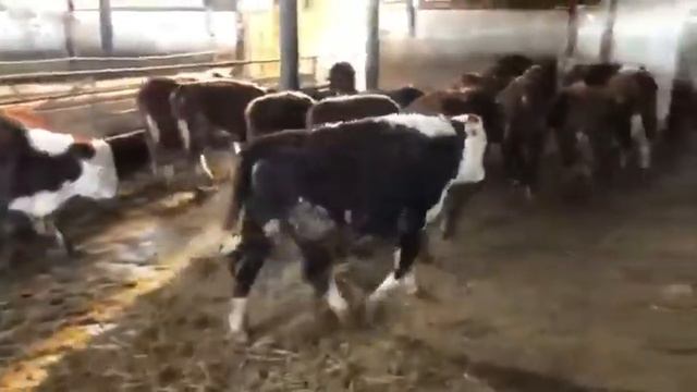Бычки 55 голов на продажу на экспорт. смотреть онлайн