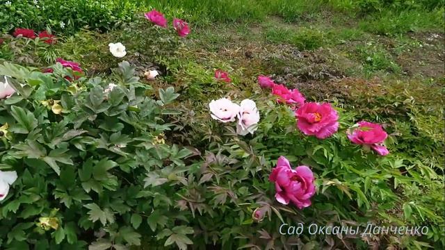 Цветение сеянцев Рока смотреть онлайн