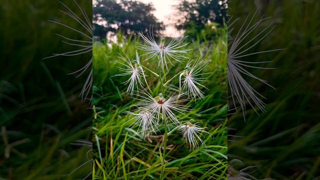 Habenaria myriotricha. อั้วปากฝอย กล้วยไม้ดินหายาก ดอกพลิ้วไหวไปกับสายลม смотреть онлайн