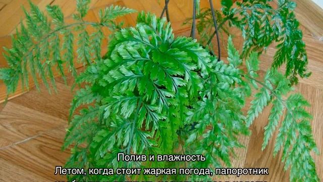 Цветок асплениум — уход в домашних условиях смотреть онлайн