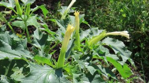 Дурман обыкновенный. Ядовитое растение