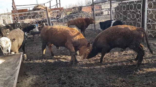 Телки массово слепнуть смотреть онлайн