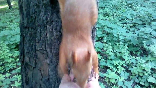 белка, дерево, рука, велосипед, нога, уши / Squirrel, Tree, Arm, Bike, Leg, Ears смотреть онлайн