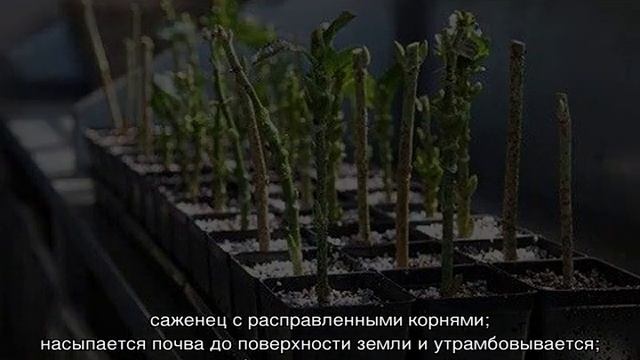 Гортензия Вимс Ред — как и когда высаживать, описание сорта смотреть онлайн