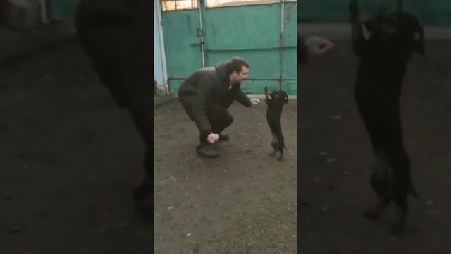 Такса самая весёлая собака 🤗 смотреть онлайн