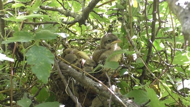 Жулан у дороги 160613 1 24Pa770 5 ♂ дал ♀ ХВОСТ ЯЩЕРИЦЫ