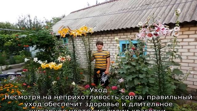 Лилия Претти Вумен смотреть онлайн