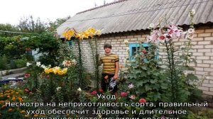 Лилия Претти Вумен