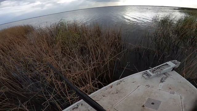 It's Moorhen Season! Time To Go Gallinule Hunting In Central Florida смотреть онлайн