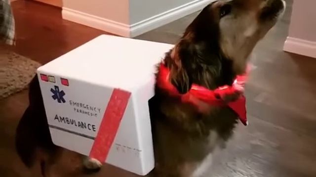 Пёс имитирует сирену смотреть онлайн