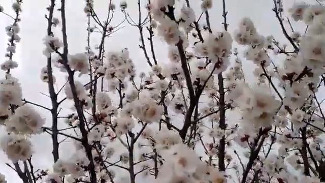 Незнаю ,что это,думаю Алча. смотреть онлайн