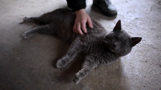 Cinematic video test canon r6 mark 2 смотреть онлайн