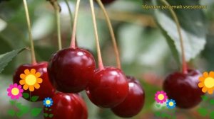 Вишня Сания. Краткий обзор, описание характеристик, где купить саженцы prunus cerasus Saniya