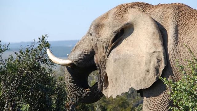 Elephant Facts for Kids смотреть онлайн